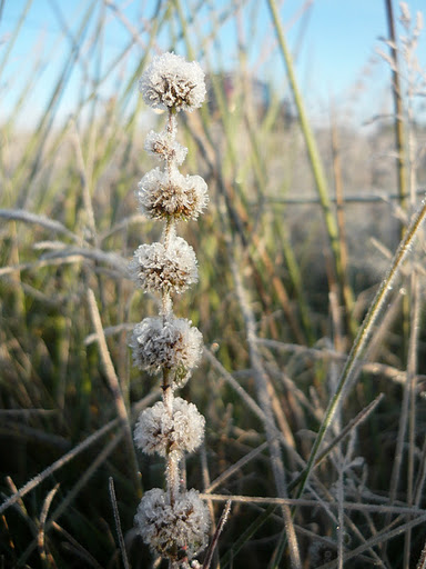 20111015002 Harasztosi magura